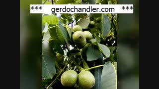 مرغوب ترین نهال گردو خوشه ای در کشور | 09141832393