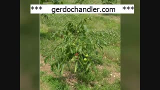 نهال گردو اسرائیلی مقاوم در برابر سرما | 09141832393