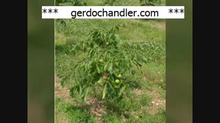 بهترین ارقام نهال گردوی اسرائیلی | 09141832393