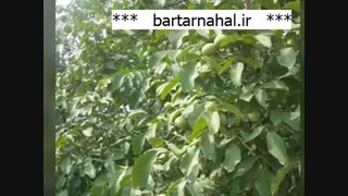 نهال گردو توسرخ مقاوم در برابر سرما | 09141832393