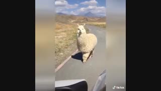 بفلمااااااین اینجا لُدفن