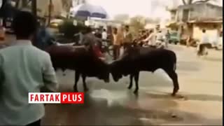 از عاقبت دخالت در دعوای گاوها تا فیل‌های باهوشی که از روی حصارهای برقی عبور می‌کنند