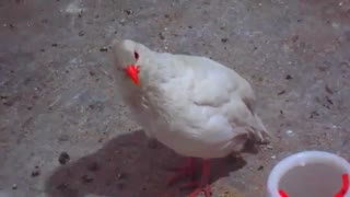 جفت گیری کبک سفید + آواز خواندن کبک سفید مست 09205780185