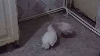 جنگ کبک سفید 09205780185