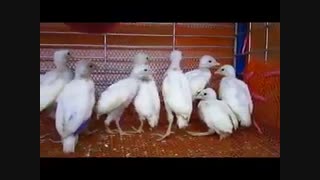 فروش جوجه کبک سفید 09205780185