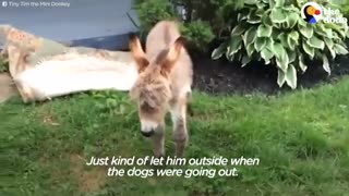 این خر کوچولو فکر می کنه که سگِ