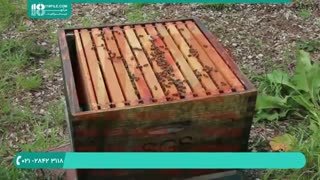 دوره آموزش زنبورداری از مبتدی تا حرفه ای