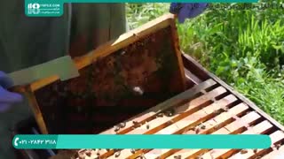 مشخصاتی یک کندو زنبور عسل که ملکه آن از بین رفته