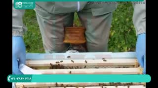 آموزش زنبورداری برسی های هفتگی ضروری
