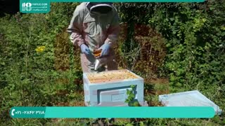 آموزش نصب تله گرده در کندو زنبور عسل