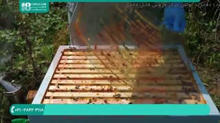 برسی های بعد از برداشت عسل از کندو