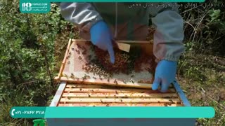 شناسایی ملکه زنبور عسل و علامت گذاری ملکه