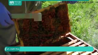 آموزش کامل زنبورداری سایت www.118file.com