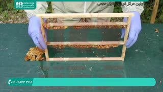 تولید فراورده های زنبور عسل