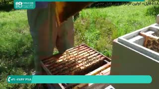آموزش زنبورداری به سبک ایرانی - پرورش ملکه