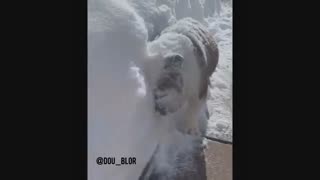 صدا گذاری سگ مست...!!!!