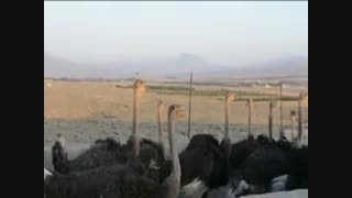 پرورش شترمرغ در مناطق گرمسیر