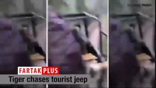 لحظه دلهره‌آور حمله ببر به گردشگران