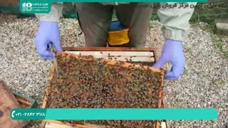 آموزش زنبورداری _ آموزش کامل