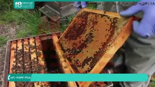 آموزش کامل زنبورداری _ ایجاد دسته مصنوعی