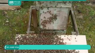 کاملترین پکیج آموزش زنبورداری در ایران