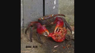 صدا گذاری آقای خرچنگ درمورد گرانی گوجه فرنگی توسط یاسین بابائی