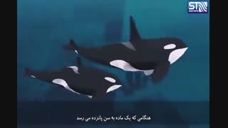 نهنگ های قاتل، ترسناک یا ترسو